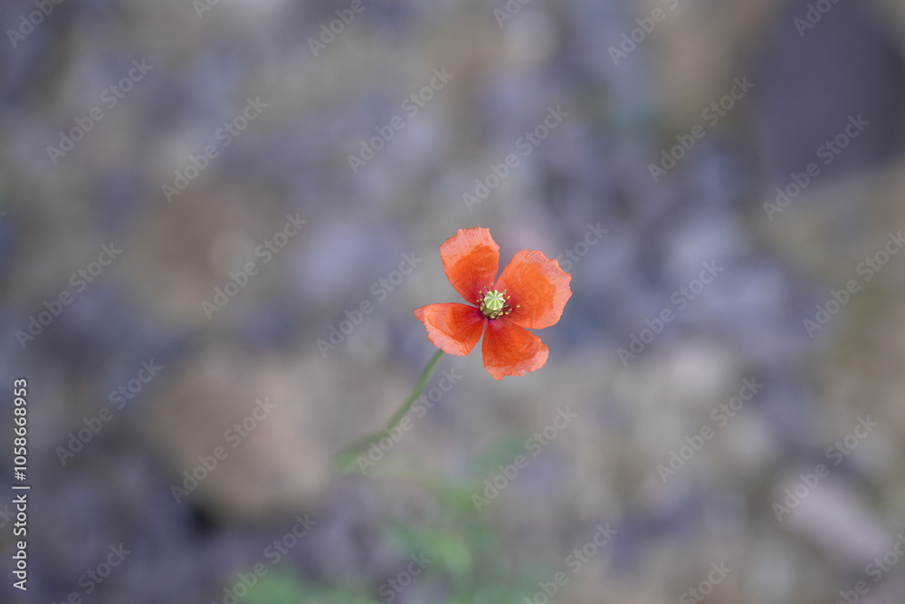 pflanze mohn blume garten natur rot pflanze mohn blume garten natur rot