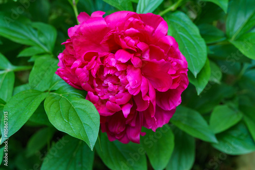 Fototapeta Naklejka Na Ścianę i Meble -  Beautiful dark pink peony bud blooming under the sun against the dark green of the garden. Selective focus. There is a place for your text.