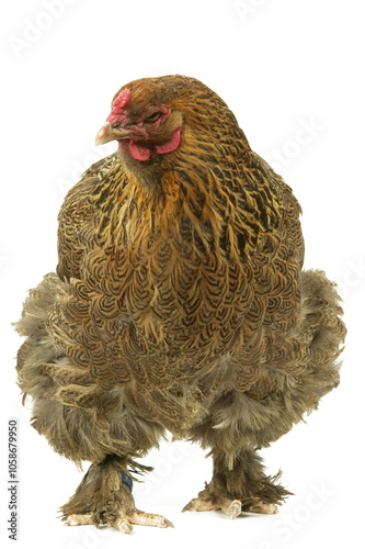 Poule Brama perdrix photo