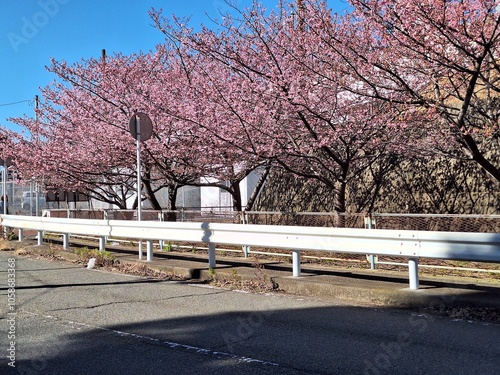 Row of kanzakura cherry blossom trees along the road photo