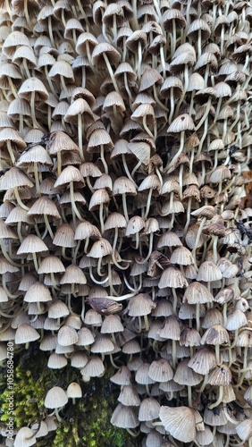 Coprinus, Coprinellus disseminatus