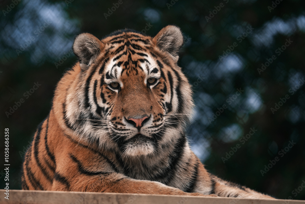 Fototapeta premium Tiger in a zoo, large wild cat face close-up