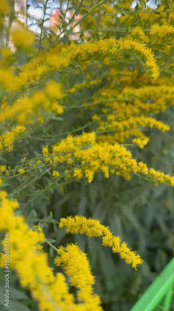solidago plants, or goldenrods.Russian mimosa. video solidago plants, or goldenrods.Russian mimosa. video