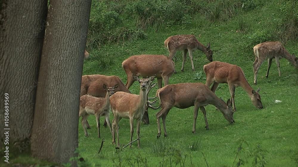 Red deer near Admont in Austria
