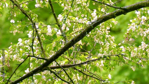 Tennessee Warbler or Philadelphia Vireo vs Warbling Vireo or Red Eyed Vireo. Birds During Springtime in Ontario, Canada