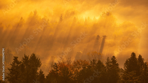 Wallpaper Mural The sun shines through a row of trees on a foggy fall morning in the Black Forest and casts long shadows Torontodigital.ca