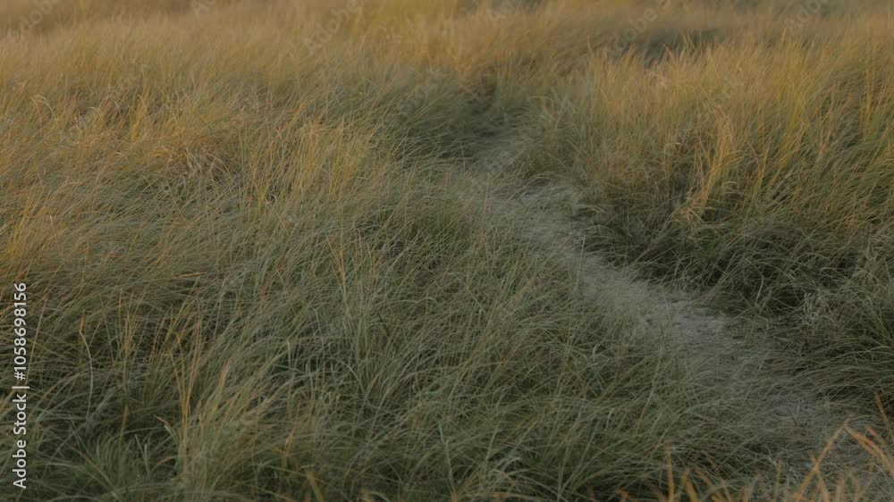 Golden grasses sway gently in the coastal breeze, creating a serene landscape ideal for nature documentaries and relaxation videos. Golden grasses sway gently in the coastal breeze, creating a serene landscape ideal for nature documentaries and relaxation videos.