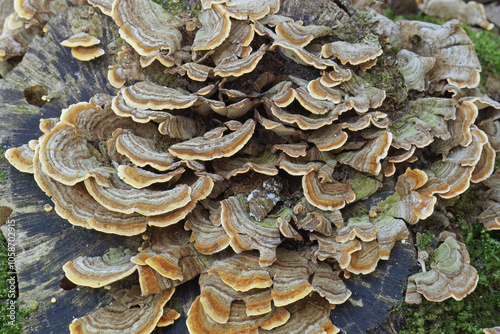 pale turkey tail mushrooms, Trametes versicolor, Polyporaceae photo