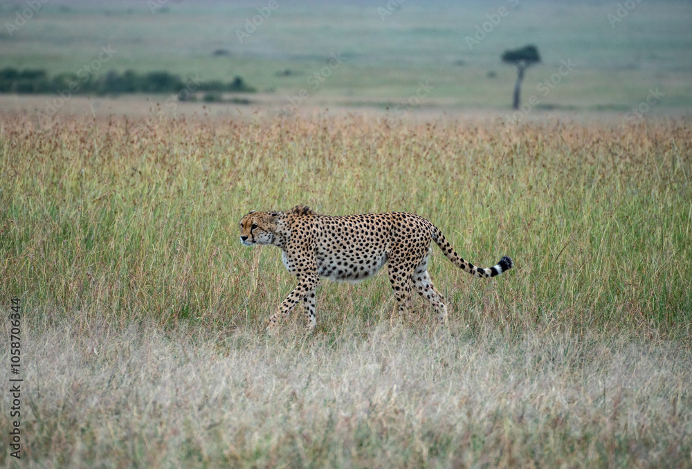 A cheetah is gracefully walking through a African lush field, Masai Mara, Kenya A cheetah is gracefully walking through a African lush field, Masai Mara, Kenya