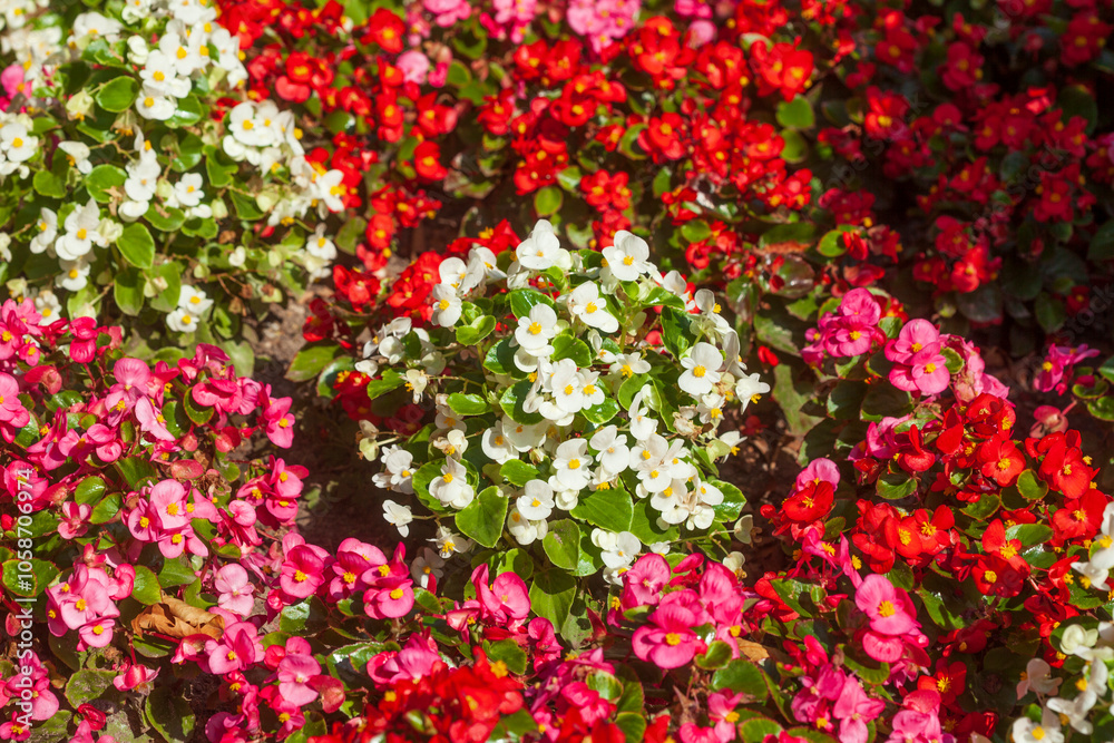 Rote und weisse kultivierte Begonien in einem Blumenbeet, (Begonia sp.), Deutschland Rote und weisse kultivierte Begonien in einem Blumenbeet, (Begonia sp.), Deutschland
