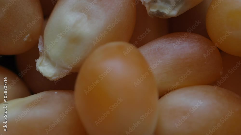 close up of corn close up of corn