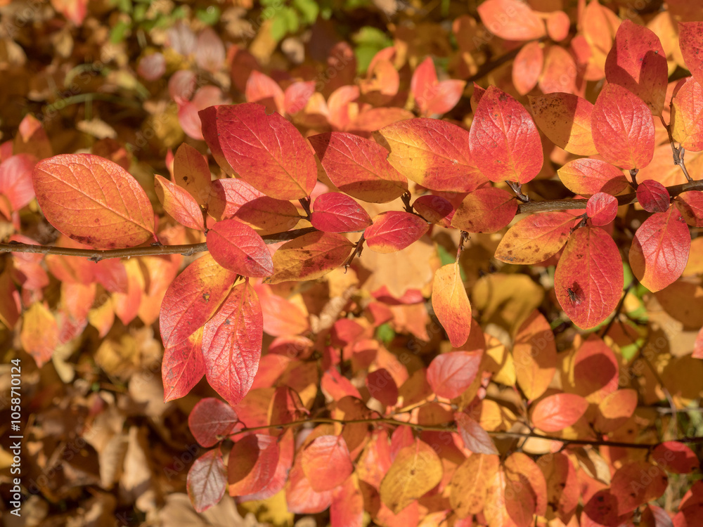 branch of aronia with red leaves in autumn day branch of aronia with red leaves in autumn day