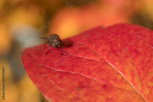 fly in autumn closeup photo