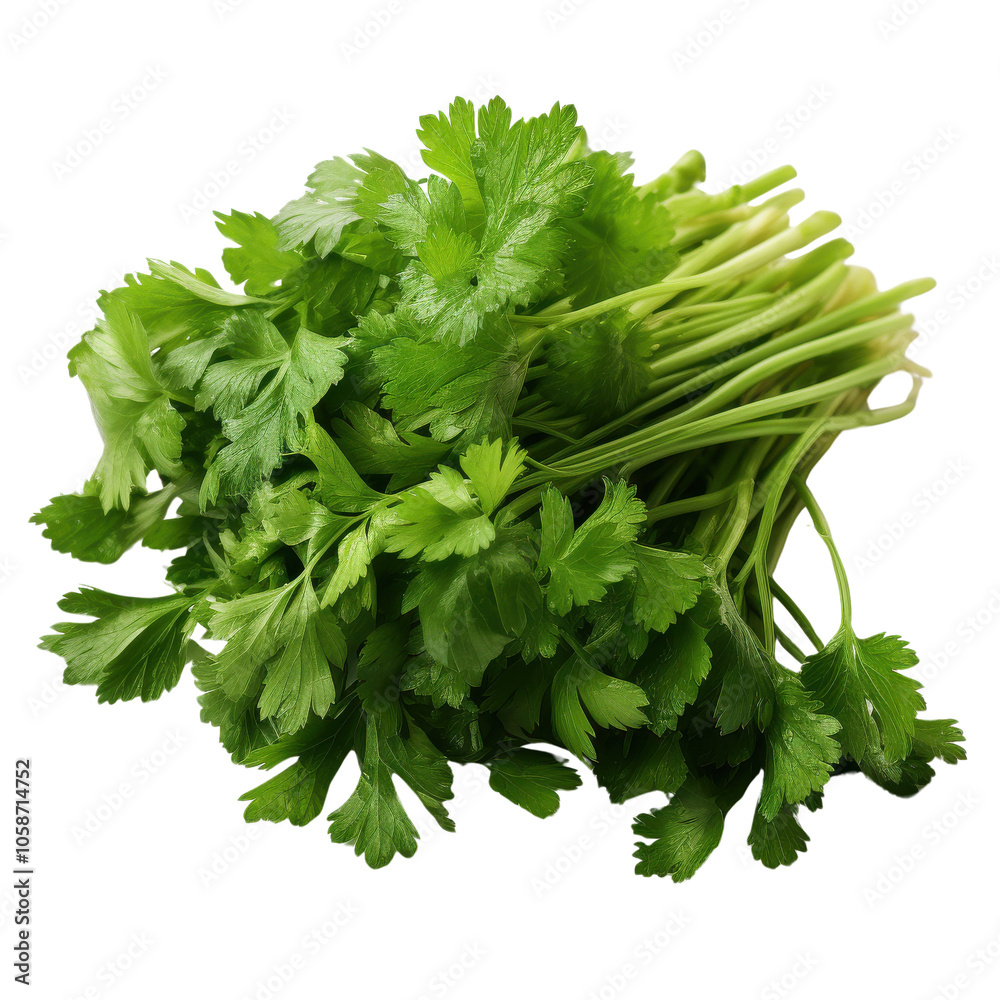 Cilantro isolated on transparent background Cilantro isolated on transparent background