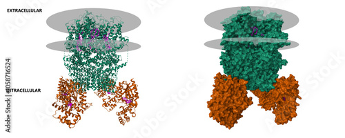 Cryo-EM structure of the human TRPC5 ion channel (green) in complex with G alpha i3 subunits (brown), class1. 3D cartoon and molecular surface models, PDB 7x6i