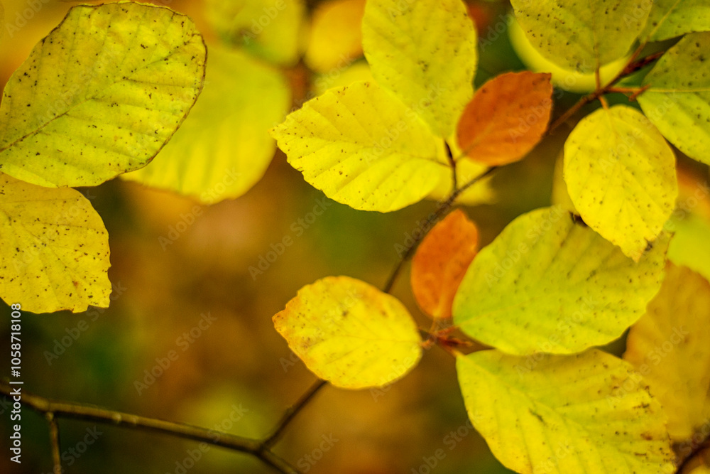 Obraz premium Close-up of Autumn Leaves with Golden Hues. Detailed close-up of autumn leaves with vibrant yellow and orange hues, capturing the essence of seasonal change in nature.