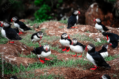 Puffins in Iceland photo