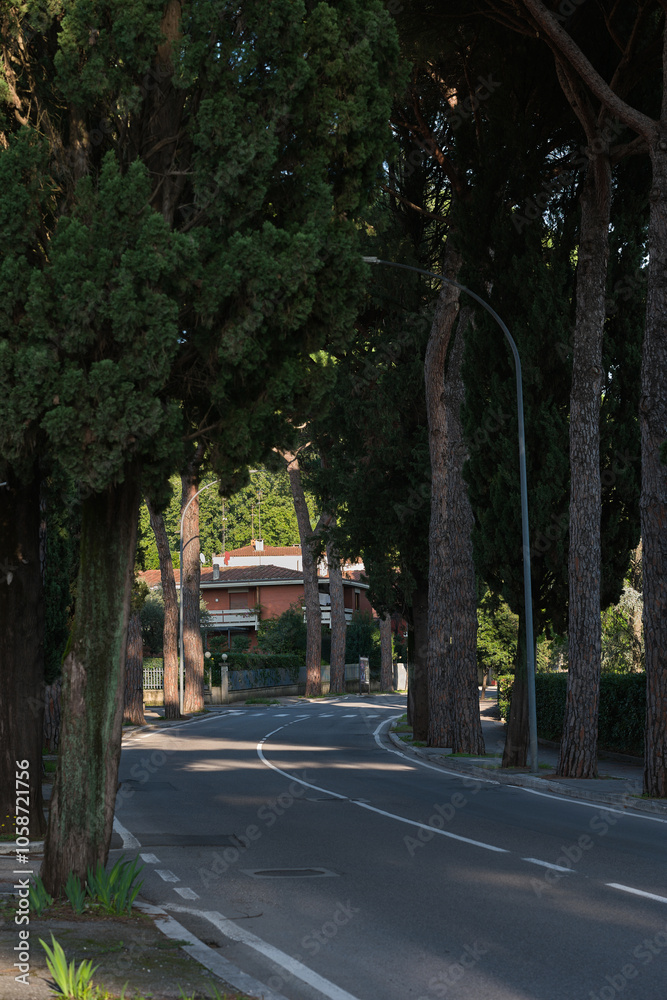 Fototapeta premium Vista del viale alberato di pini che porta a Montecatini Alto durante un caldo tramonto autunnale con la luce del sole che filtra attraverso i rami degli alberi. 