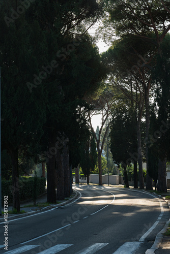 Vista del viale alberato di pini che porta a Montecatini Alto durante un caldo tramonto autunnale con la luce del sole che filtra attraverso i rami degli alberi.  photo