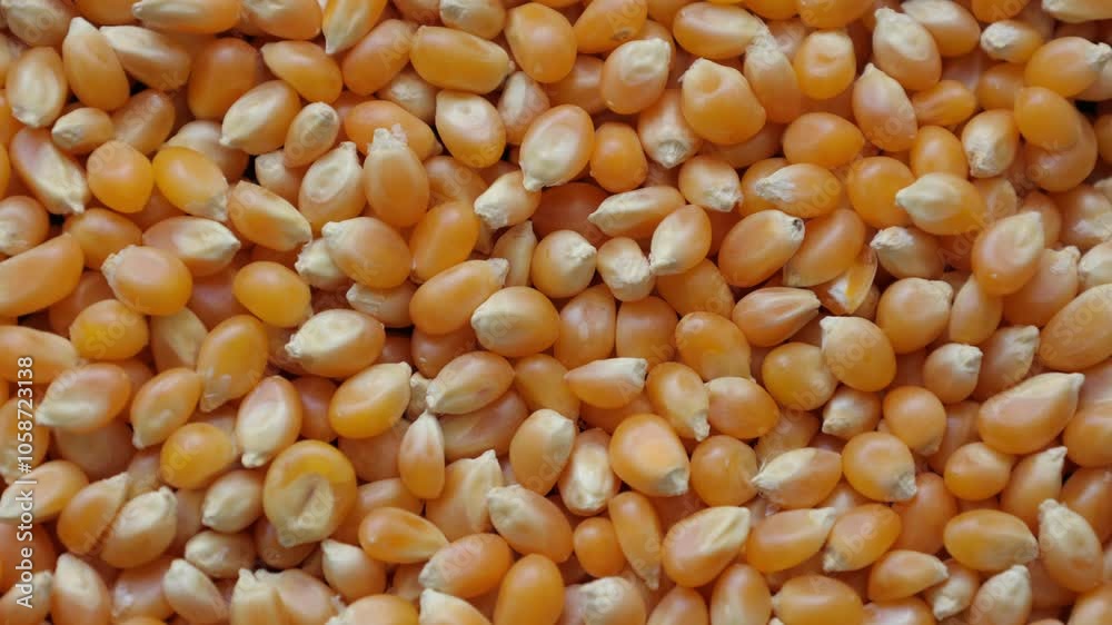 corn corn