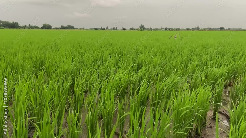 Green rice fields with evening sky, rural atmosphere full of pure nature. Green rice fields with evening sky, rural atmosphere full of pure nature.