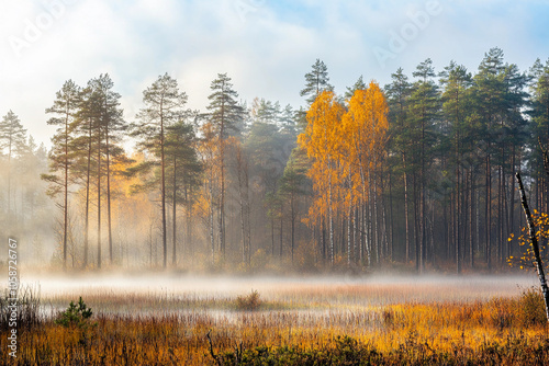 Misty autumn morning in a tranquil forest landscape