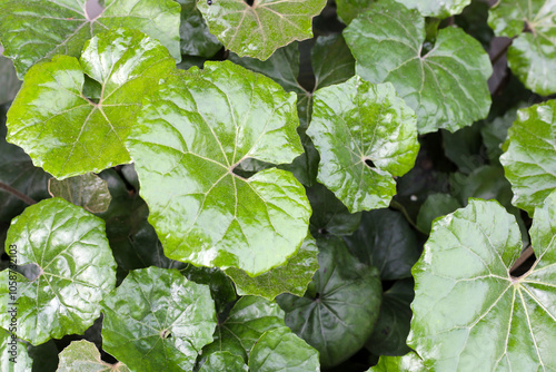 Farfugium japonicum or Leopard plant, Green leaves photo