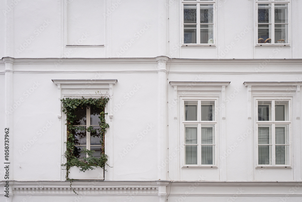 White window surrounded by creeping ivy plants. Exterior of house with white plaster wall and windows. 