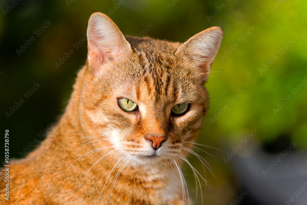 Head shot of red brown colored adult female tabby cat sitting on wall at garden on a sunny autumn noon. Photo taken November 1st, 2024, Zurich, Switzerland. Head shot of red brown colored adult female tabby cat sitting on wall at garden on a sunny autumn noon. Photo taken November 1st, 2024, Zurich, Switzerland.