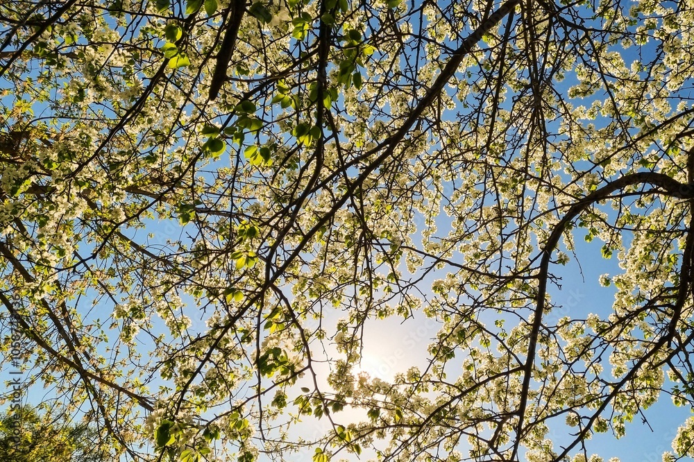 blooming apple tree against a background of blue sky, bright sun and tree branches blooming apple tree against a background of blue sky, bright sun and tree branches