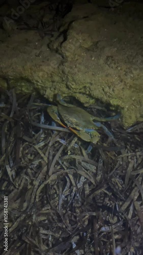 A blue crab that lives in the Mediterranean Sea. The African blue floating crab is Portunus segnis. A giant blue crab at night on a sandy beach. A crab with huge claws hunts on the seashore. 4К photo