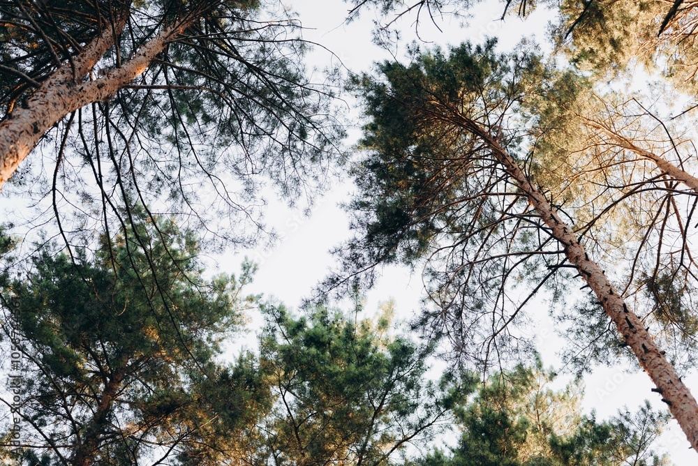 trees and sky