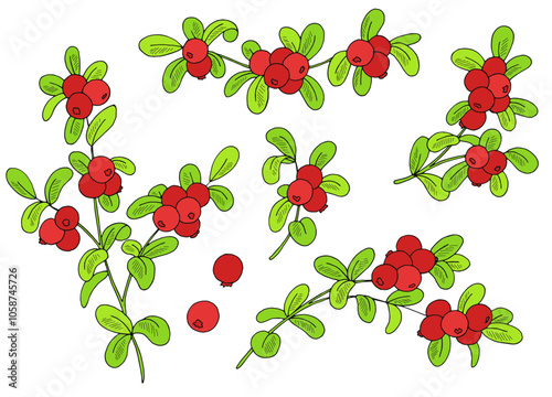 Cowberry plant graphic color isolated sketch illustration vector