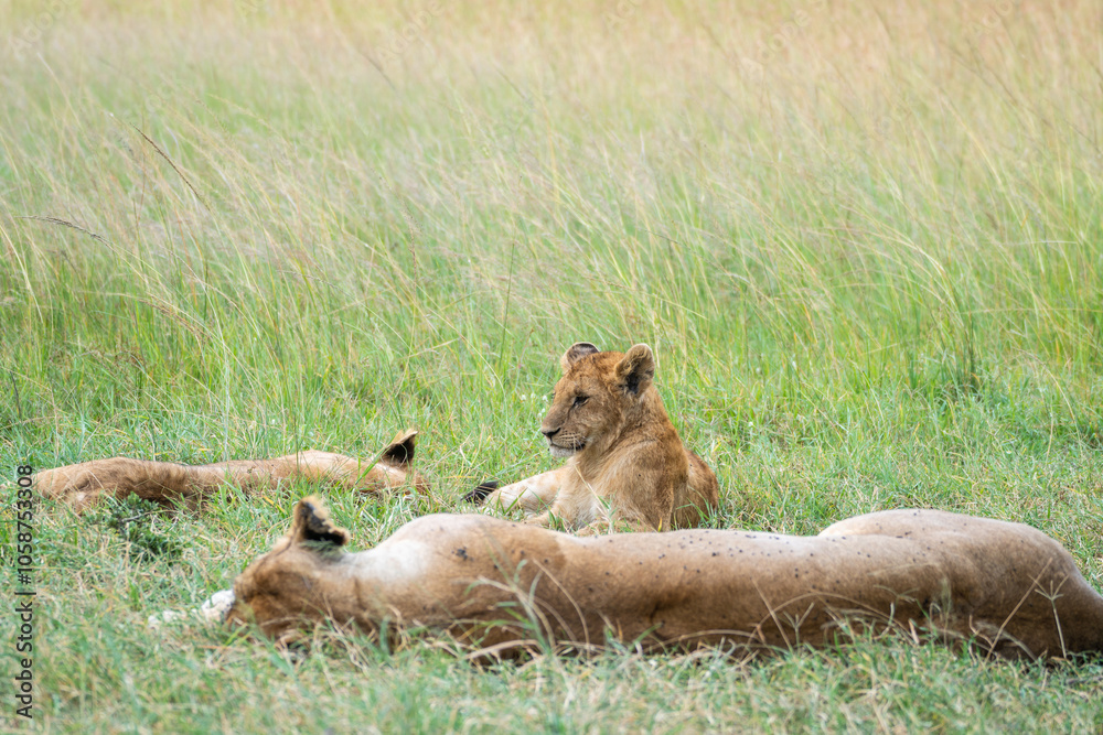 A pride of lions is currently resting and lying in the grass, Masai Mara, Kenya A pride of lions is currently resting and lying in the grass, Masai Mara, Kenya