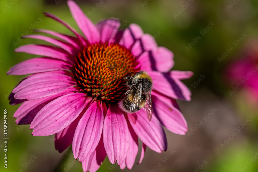 Bumblebee on echinacea flower, pollination of plant, nature summer. Bumblebee on echinacea flower, pollination of plant, nature summer.