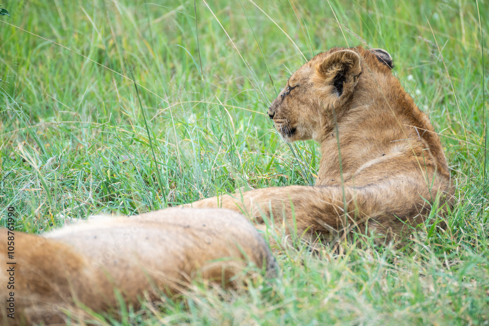 A young lion cub is currently resting and lying in the grass, Masai Mara, Kenya A young lion cub is currently resting and lying in the grass, Masai Mara, Kenya