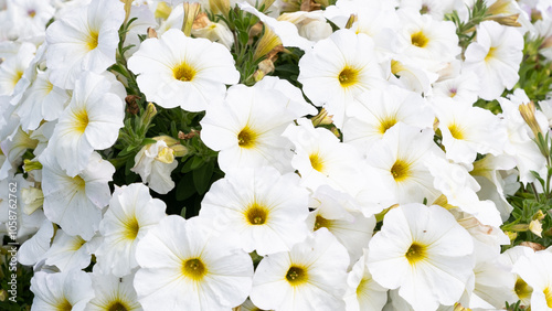 Bright white petunia flowers blooming in the garden, petunia flower background