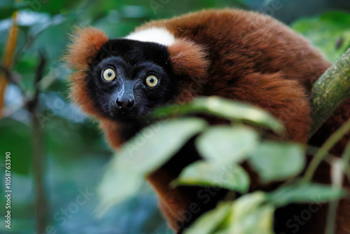 Red ruffed lemur, Masoala Hall Zurich Zoo