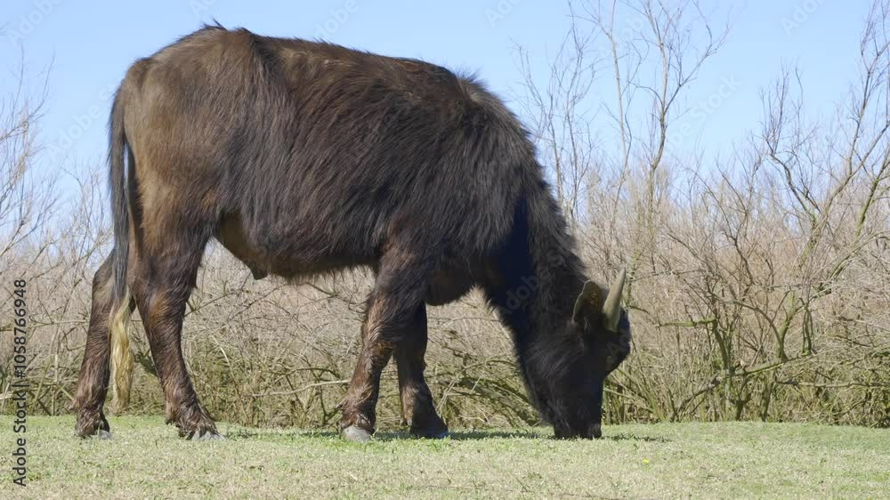 Close-up of a young Water Buffalo eating green grass on a bush and blue sky background, Slow Motion Close-up of a young Water Buffalo eating green grass on a bush and blue sky background, Slow Motion