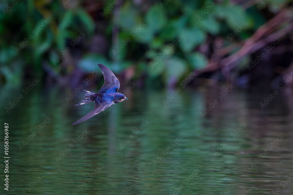 custom made wallpaper toronto digitalSwallow flies close above the water and searches for insects