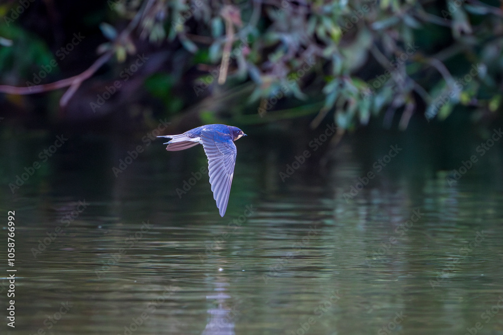 custom made wallpaper toronto digitalSwallow flies close above the water and searches for insects