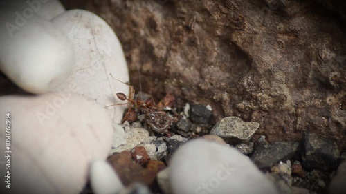 a red ant is eating an earthworm , hunting predator