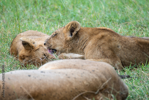 A pride of lions is currently resting and lying in the grass, Masai Mara, Kenya photo