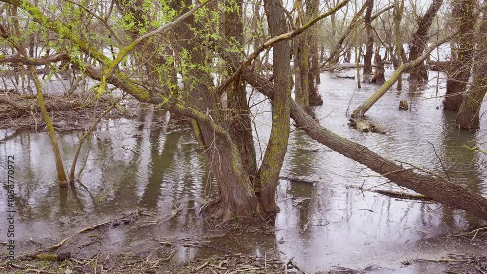 Panorama, Flooded trees during floods in the river delta, Slow motion. Landscape with floodplain forest