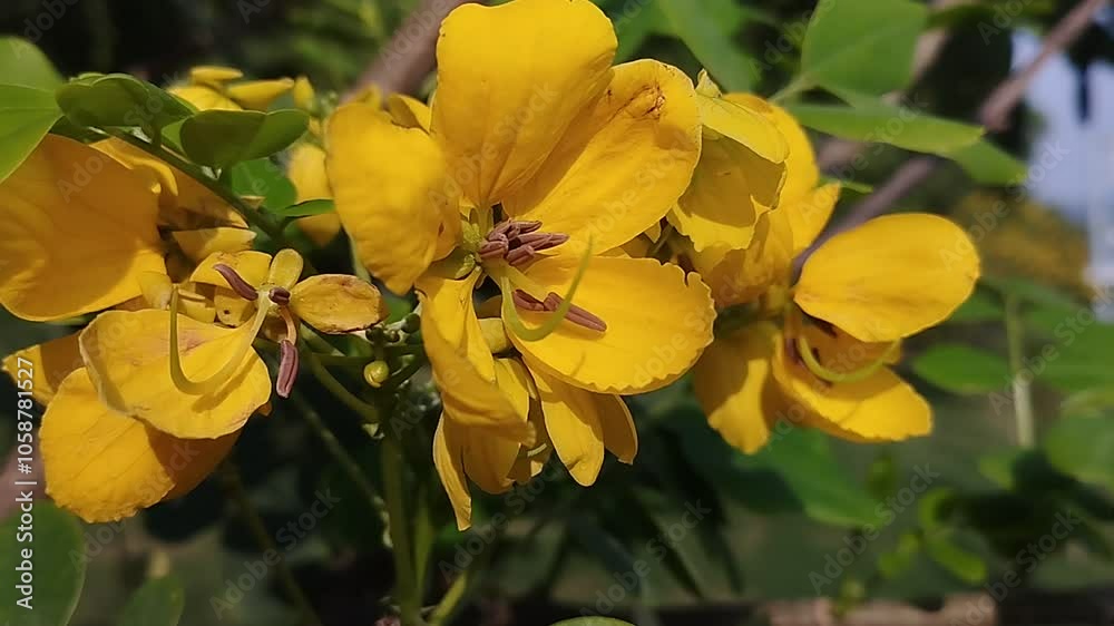 Close up Yellow Flowers of  Amaltas Tree, Golden Cassia Fistula, Golden Showers 
