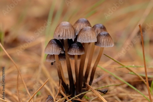 Close-up of Small Mushrooms in Natural Setting with Autumn Colors and Textured Caps
