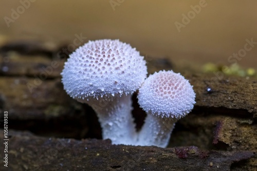 Close-up of Two Puffball Mushrooms on Wood in Natural Setting Captured with Macro Photography