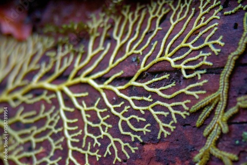 Intricate Yellow Lichen Patterns on Forest Tree Bark with Rich Natural Textures Macro Photography