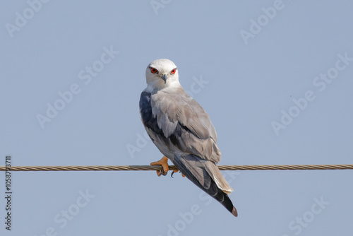 white tailed hawk photo