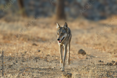 gray wolf lupus